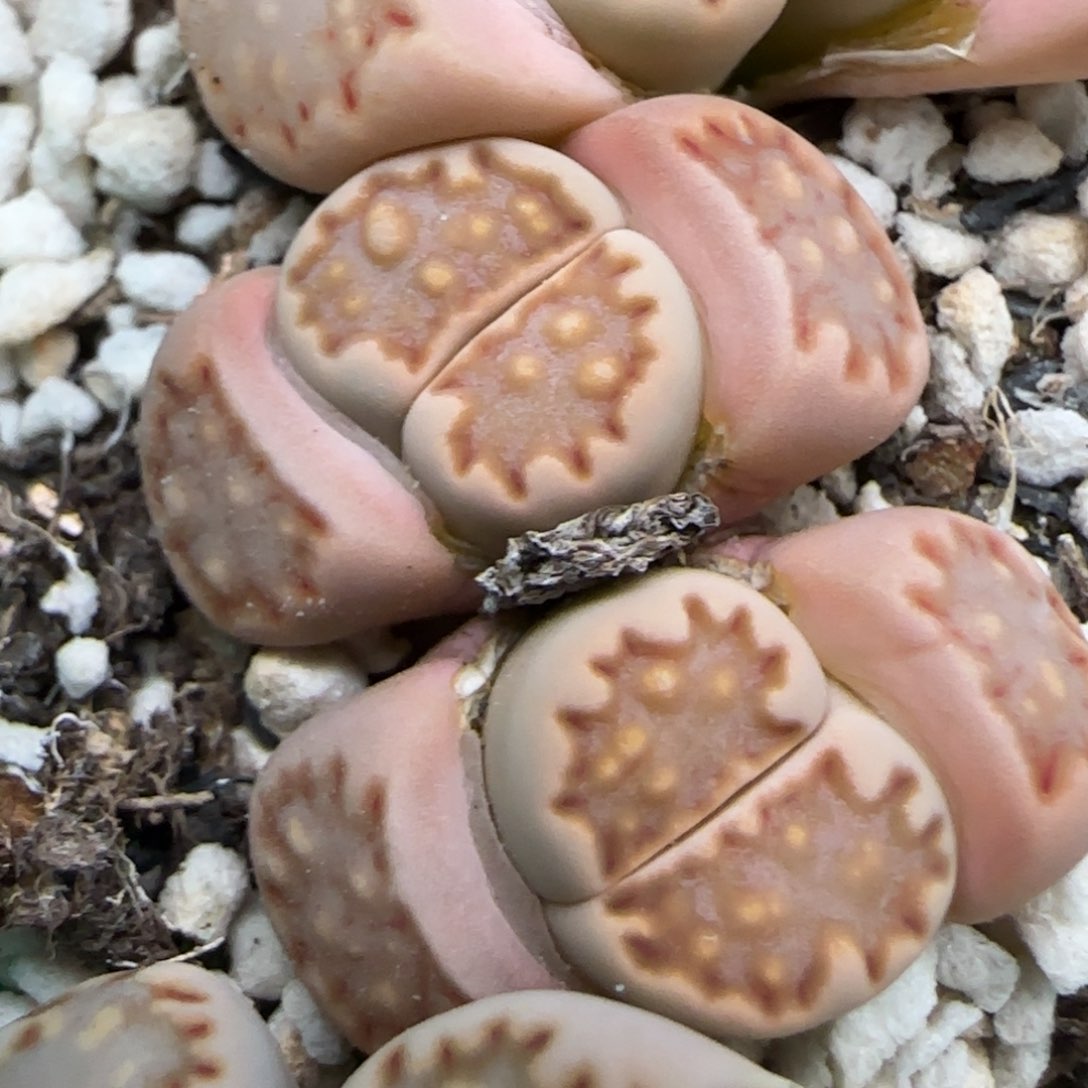 3.27。 203饼干。 5028