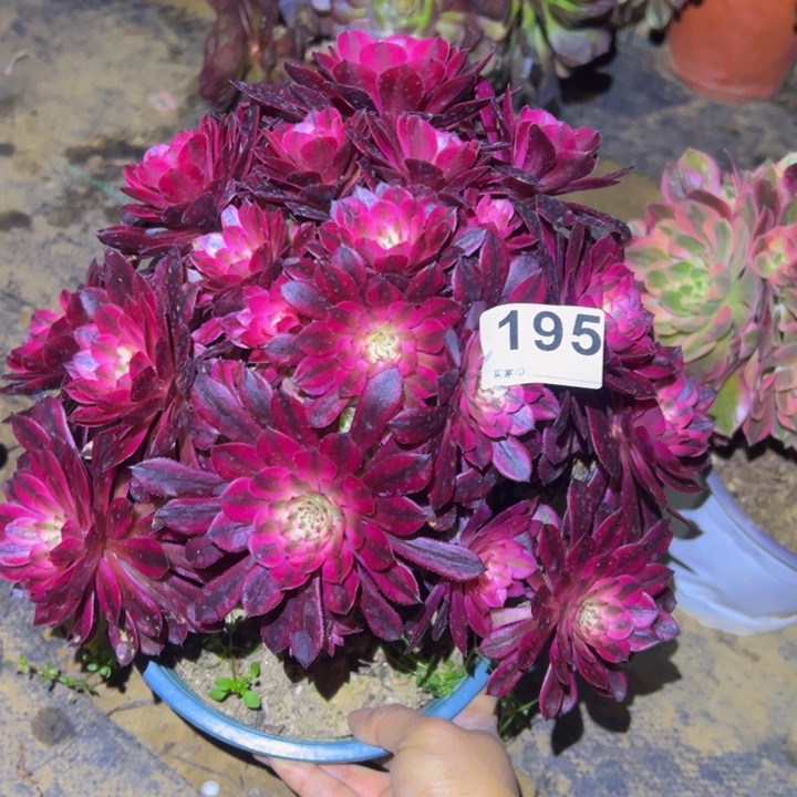 黑同白多肉植物195