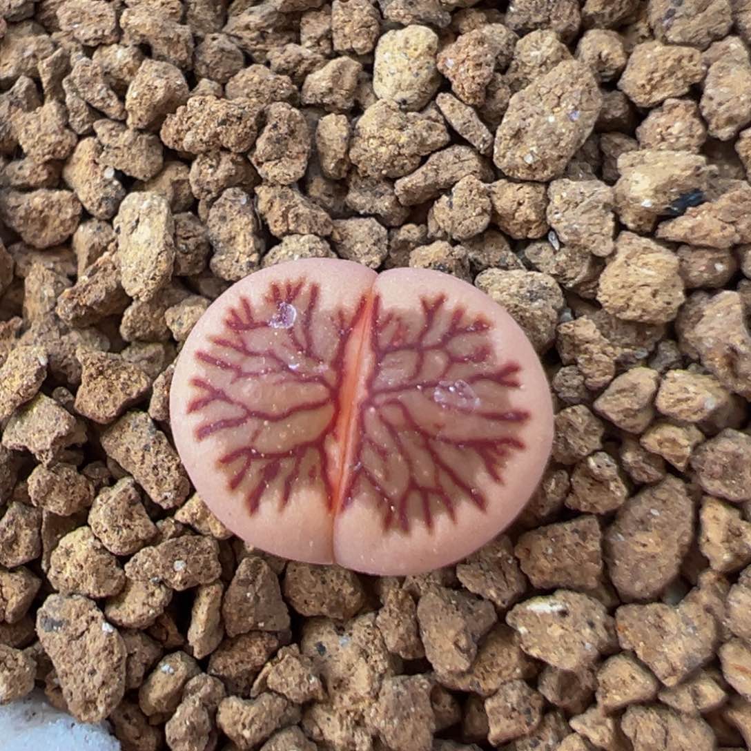 23多肉植物百科知识