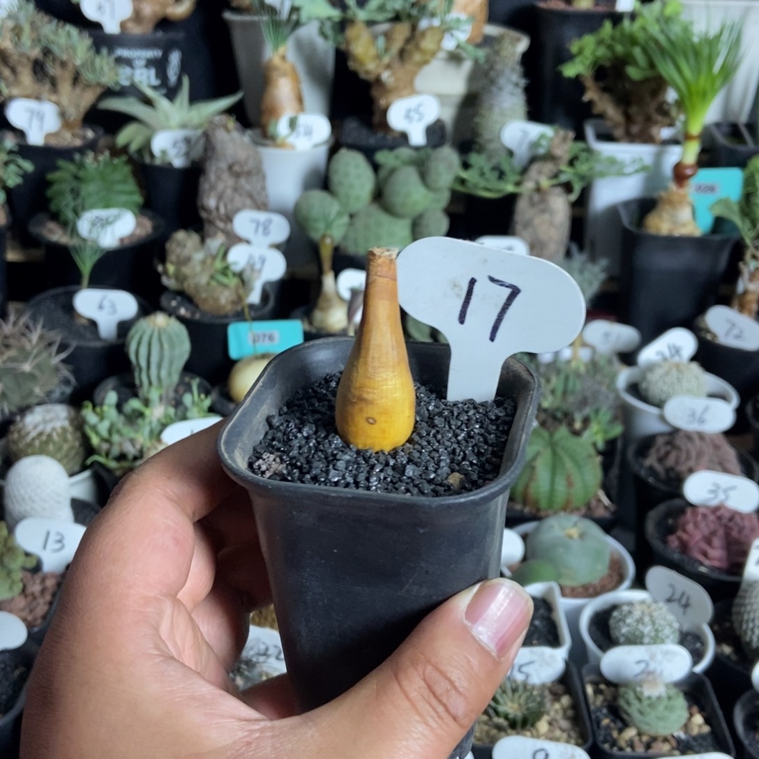 巨凤之卵一物一拍