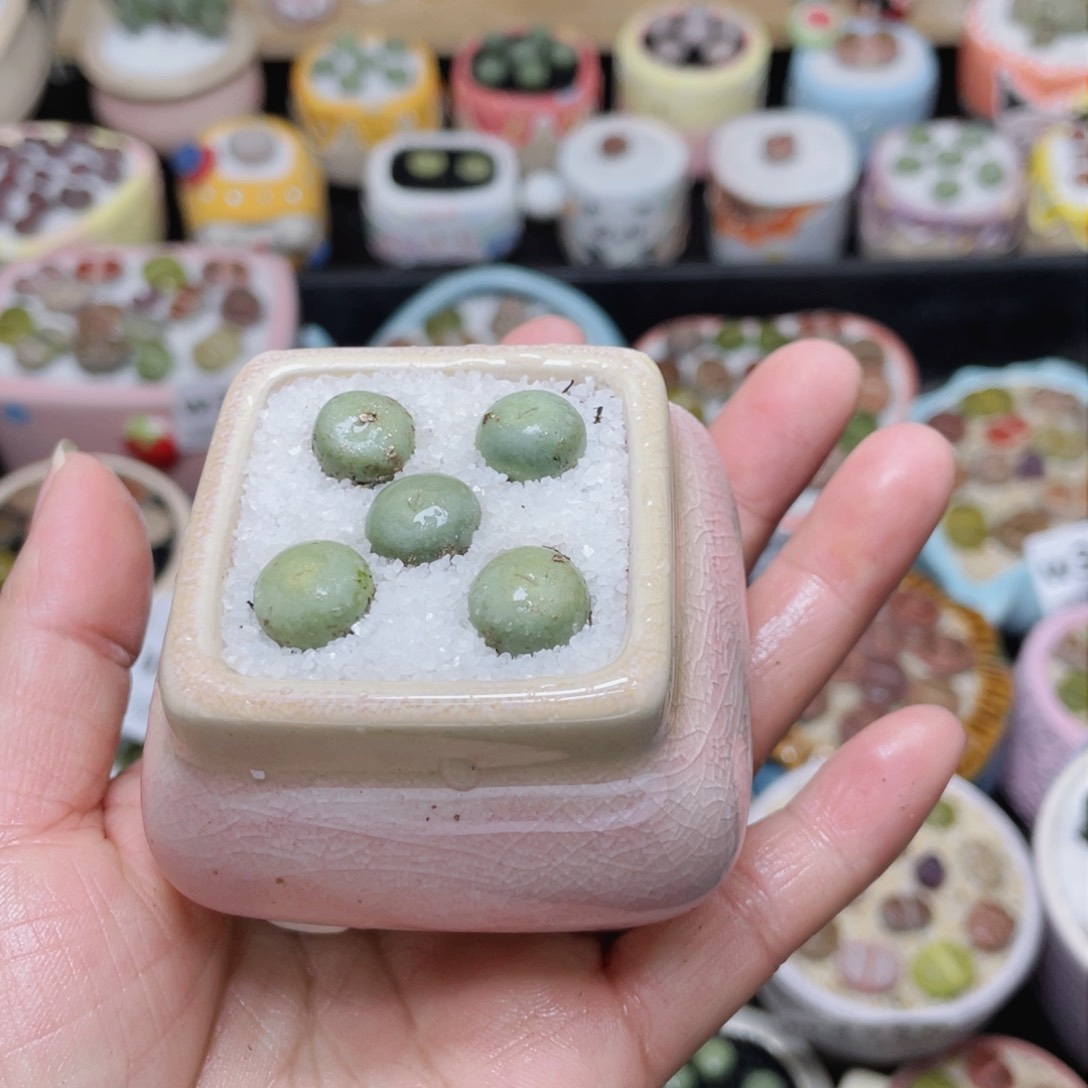 w3567 -零下地区拍保温箱-15支持寄养