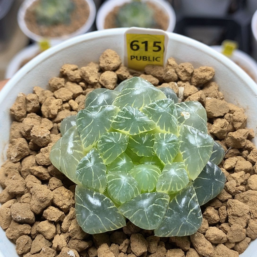 615号糊斑实生玉露锦一物一拍