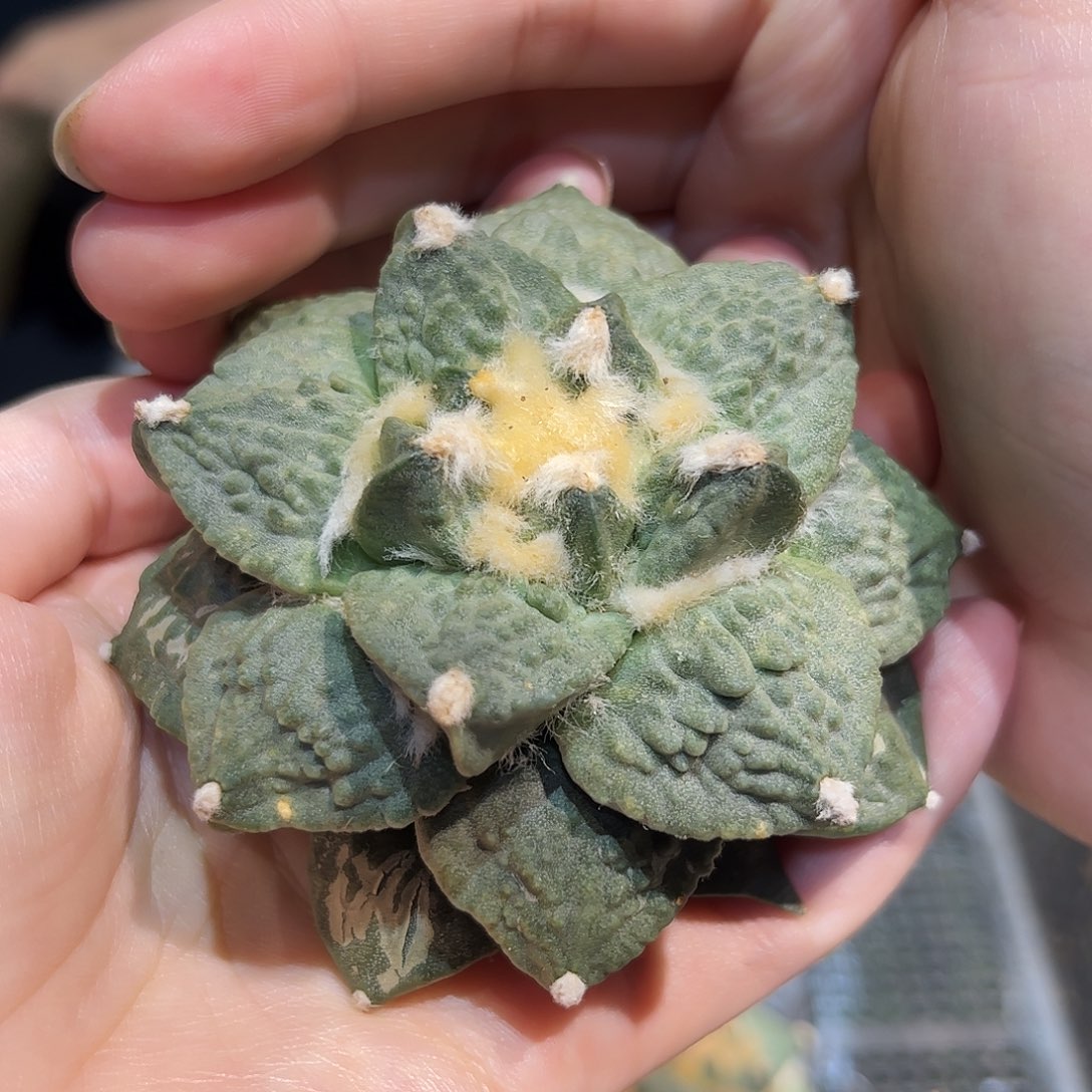 8cm大丸尤怒涛牡丹肥嘟嘟