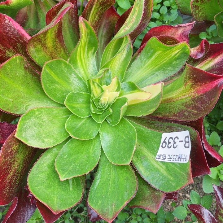 339魅影七彩嫁接多肉12345678