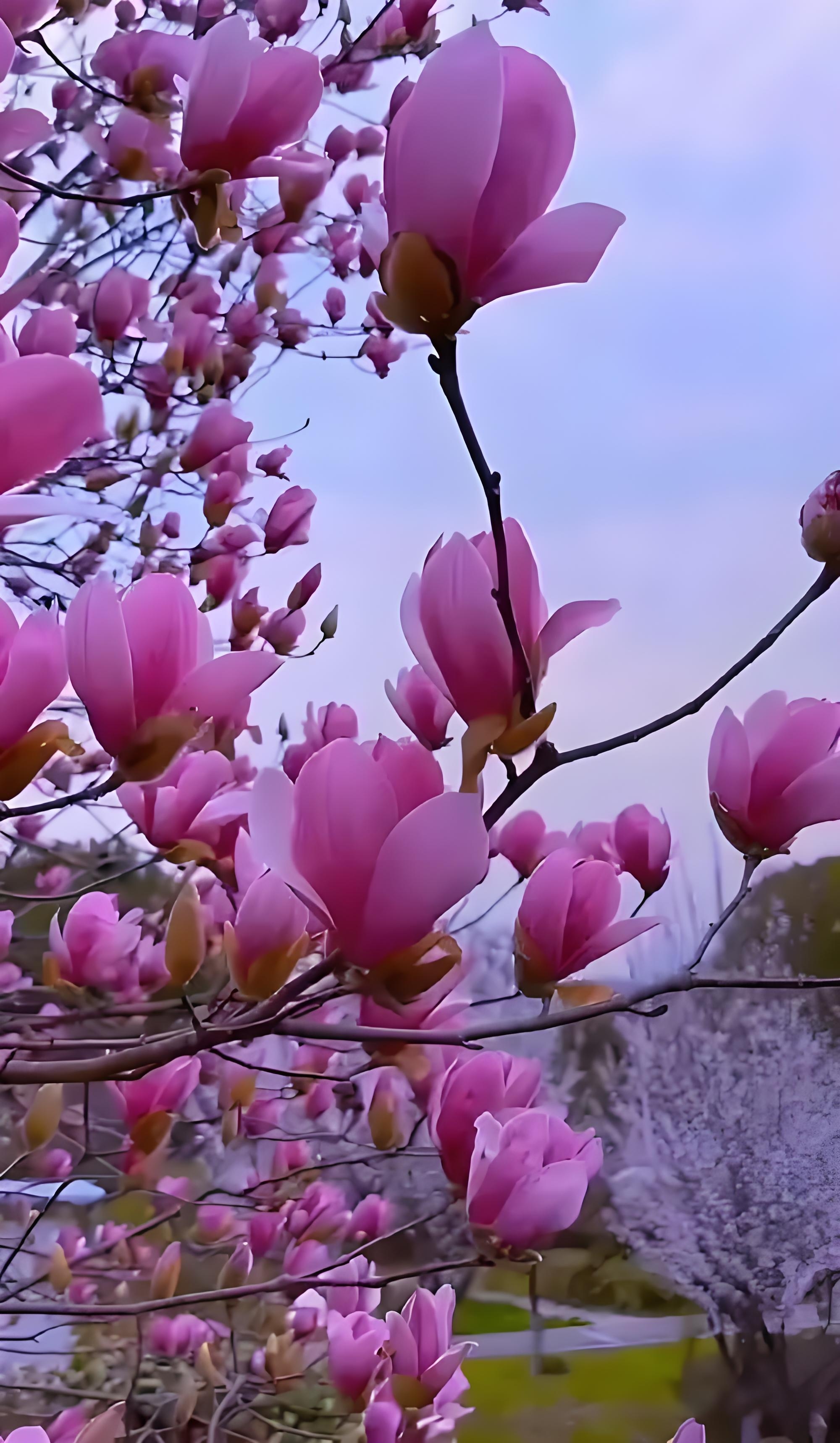 矮化嫁接玉兰花带花苞发货室内外种植耐寒易成活绿植盆栽