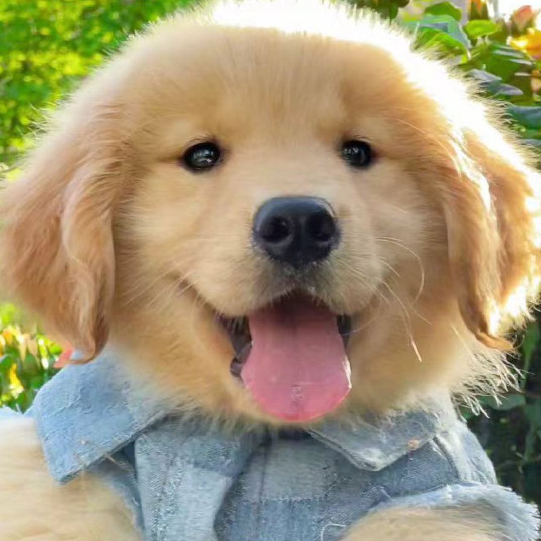 精品聪明可爱金毛幼犬适合家庭陪伴 您身边最忠实的伴侣