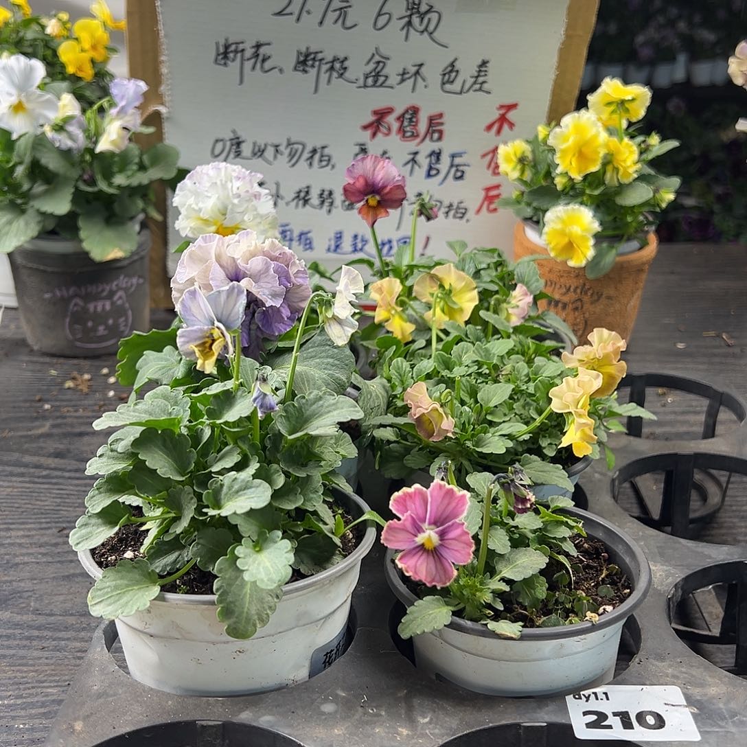 大部分花苞少量开放210号