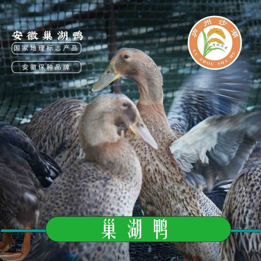 直播间专属链接47【散养三年巢湖麻鸭】