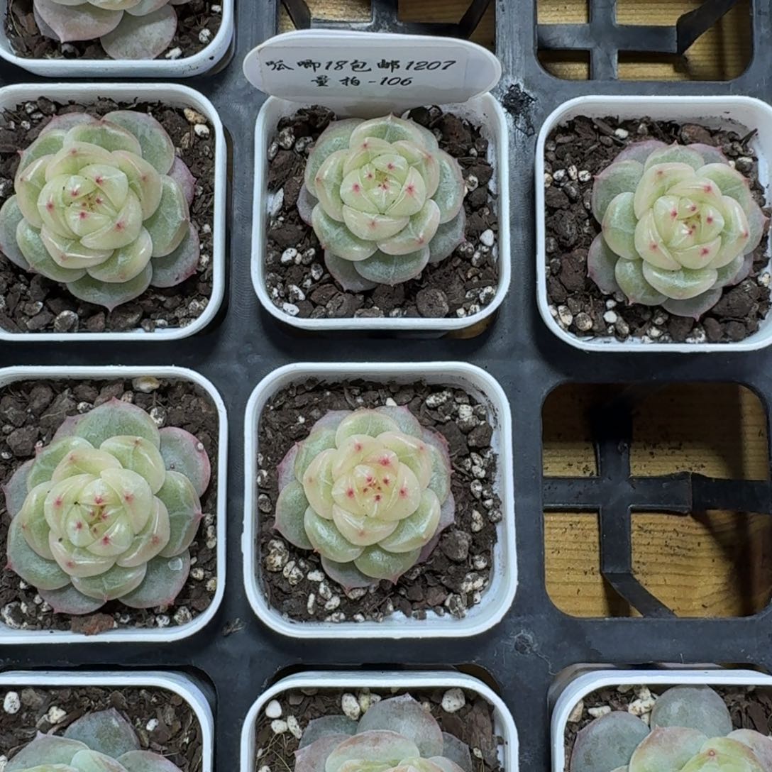 1207-106-海洋之星c一颗量拍