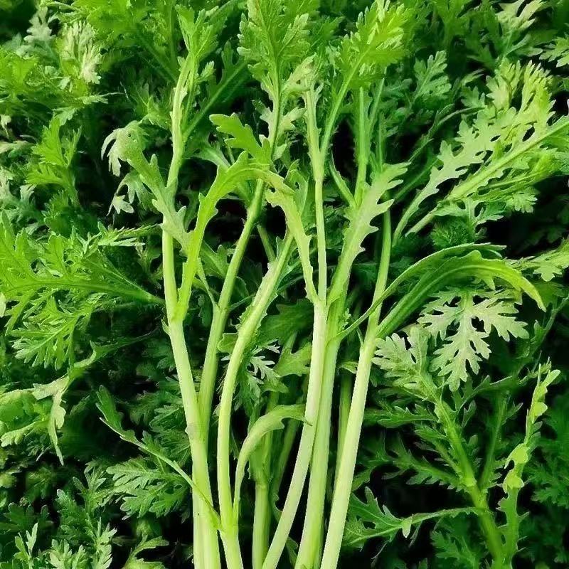 河南现摘现发带根茼蒿菜新鲜蔬菜农家自种菜藜蒿菜脆嫩新鲜蔬菜