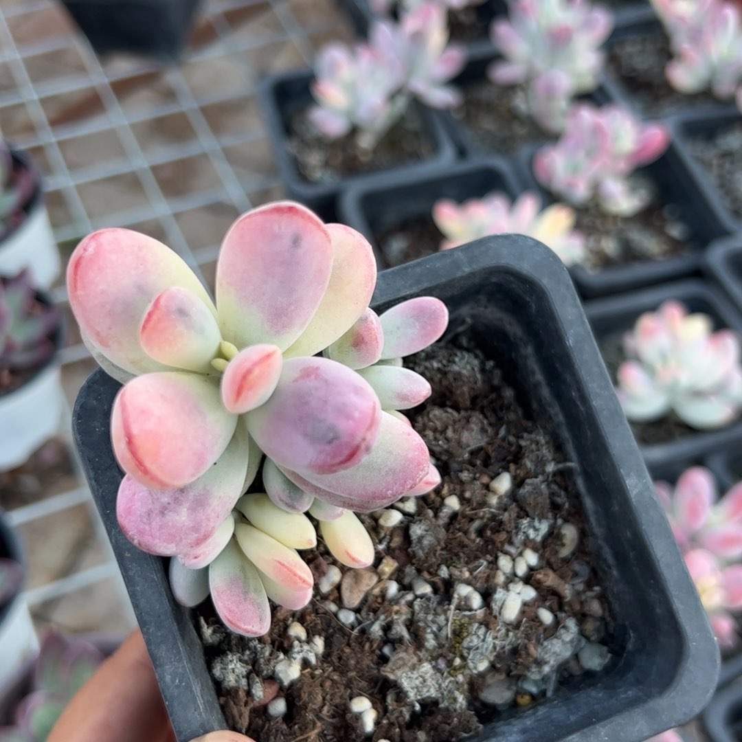 ℳ****果新疆包邮 小号换中号