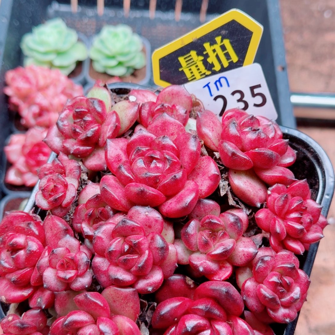 多肉植物多肉植物