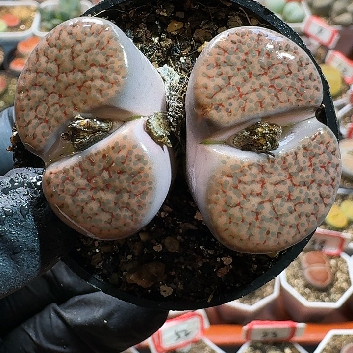 生石花1111111。   330