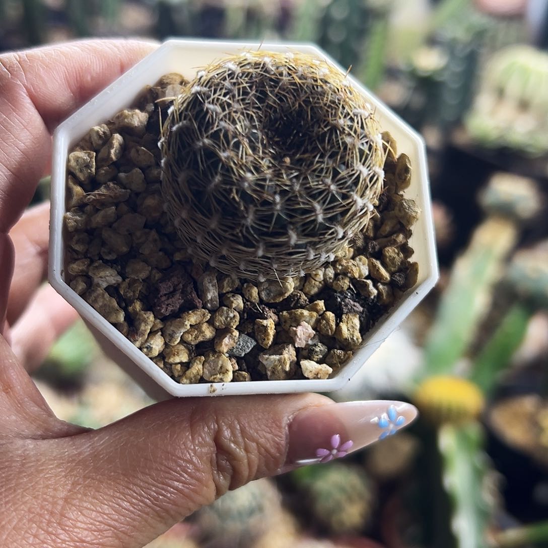 黄环丸仙人球111111111