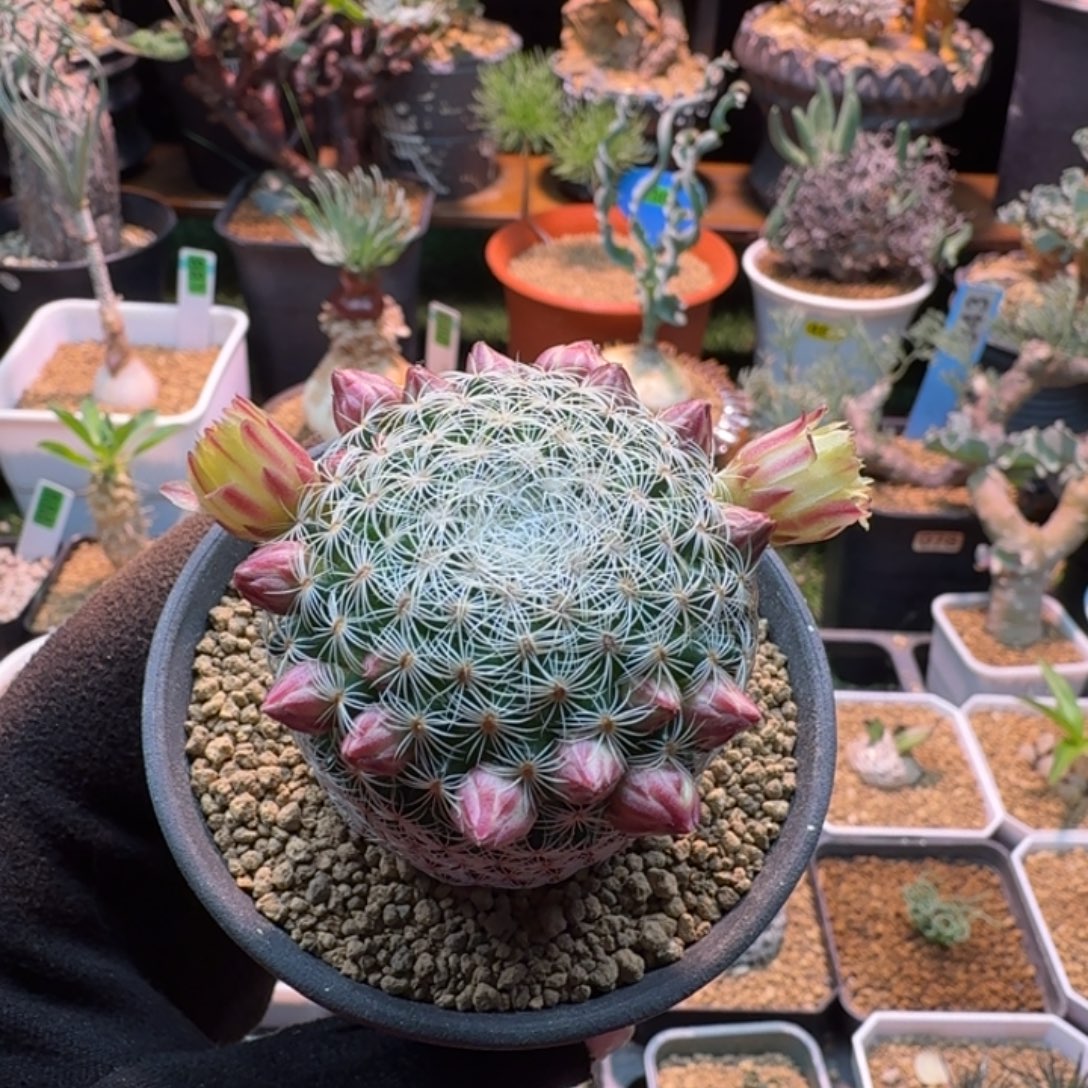 米***虫白子法师190 仙人球