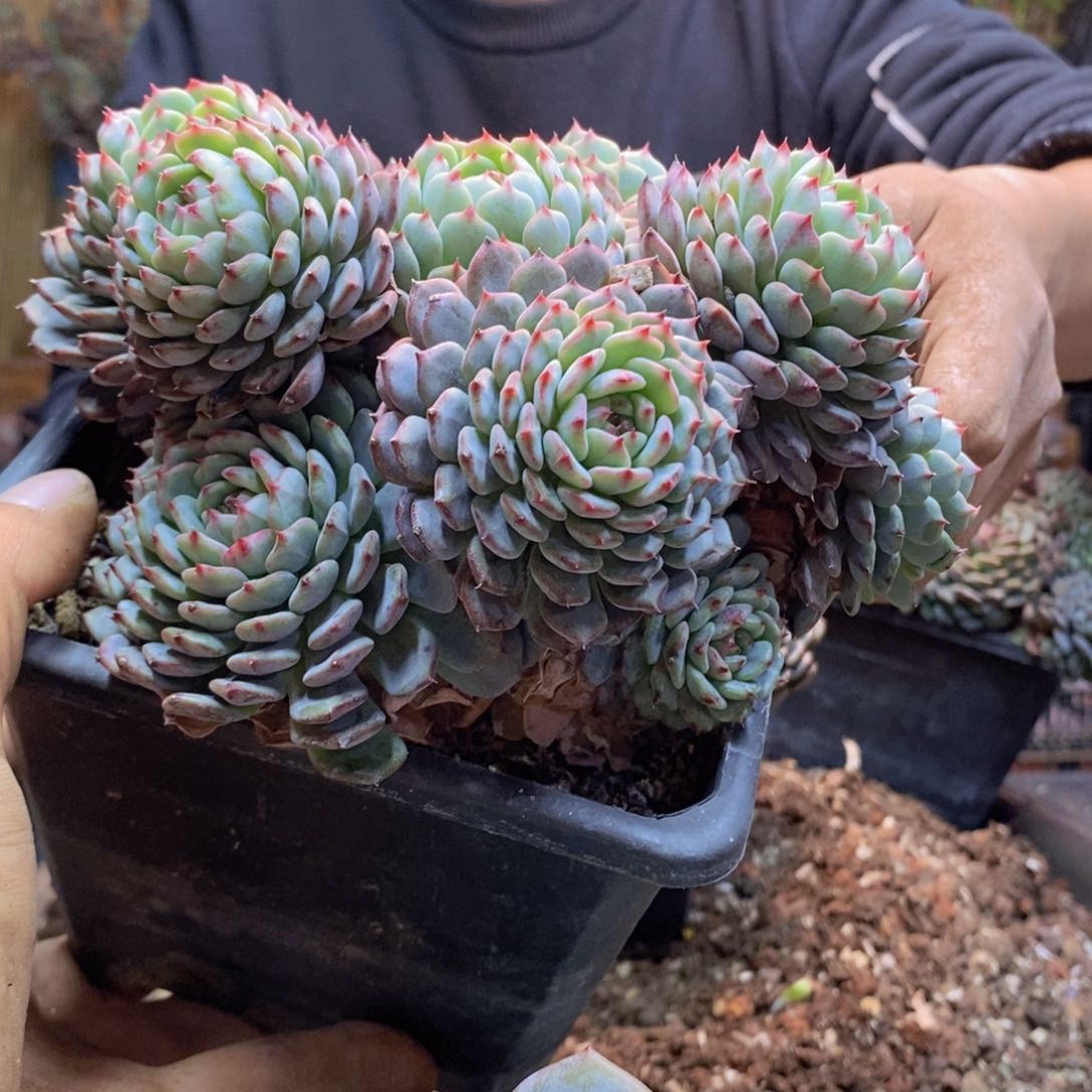 快****辣370号白胖子手捧