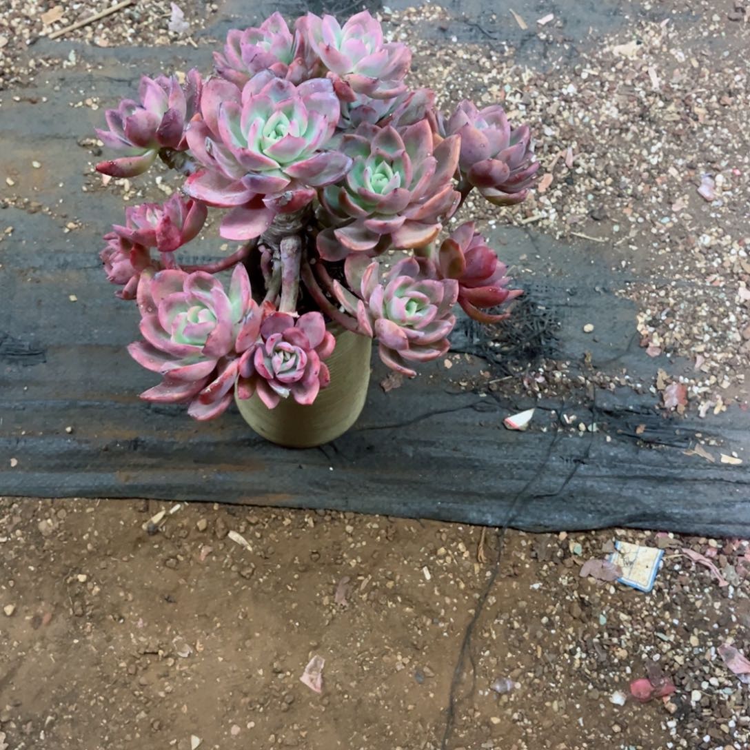 你是否还记得你曾经说的