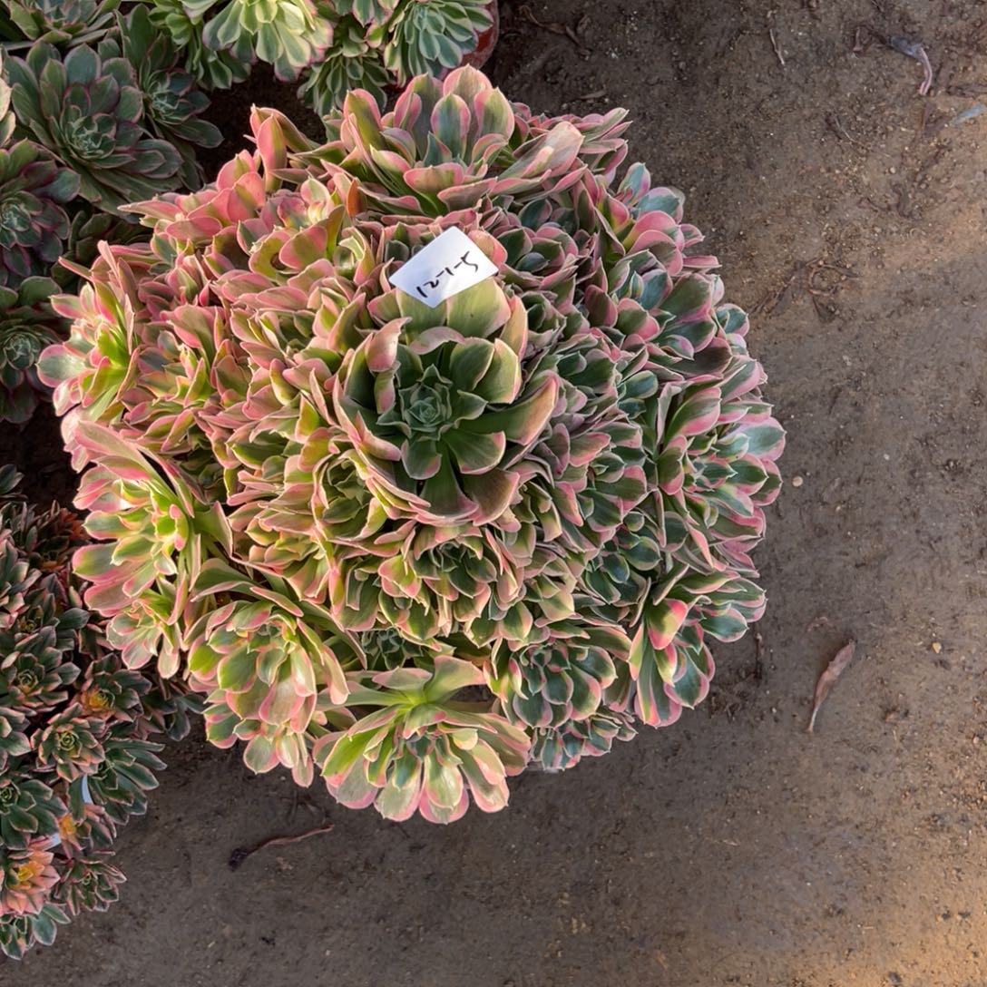 花***）12-1-5粉女巫初恋法师锦