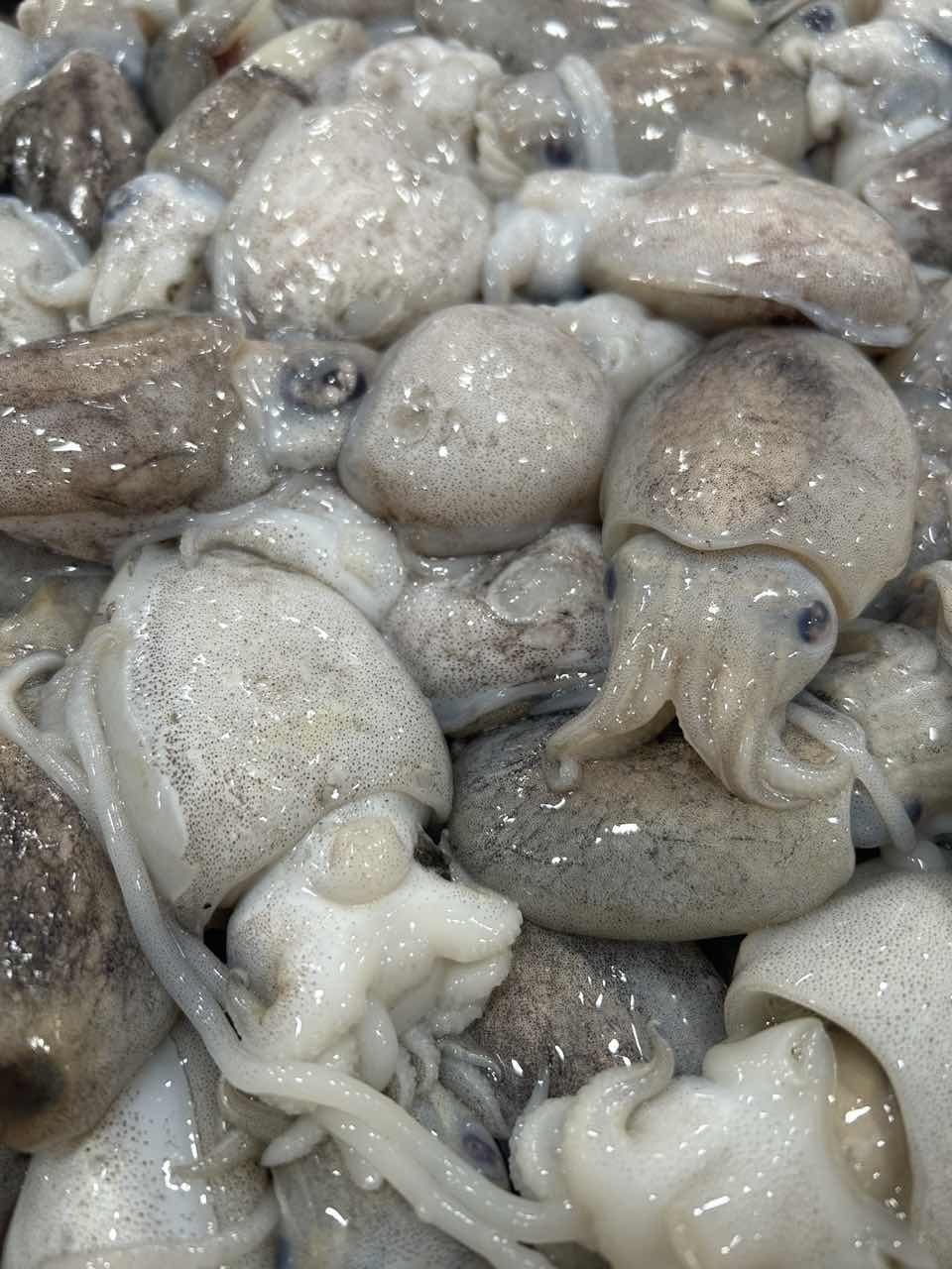 {顺丰发货}海捕小墨鱼 墨鱼仔 厦门发出 2500g