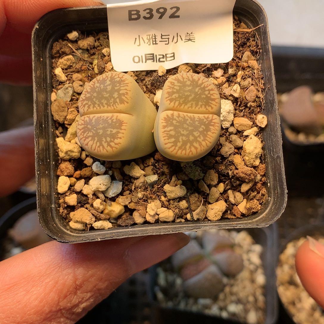 B392多肉植物保护研究所