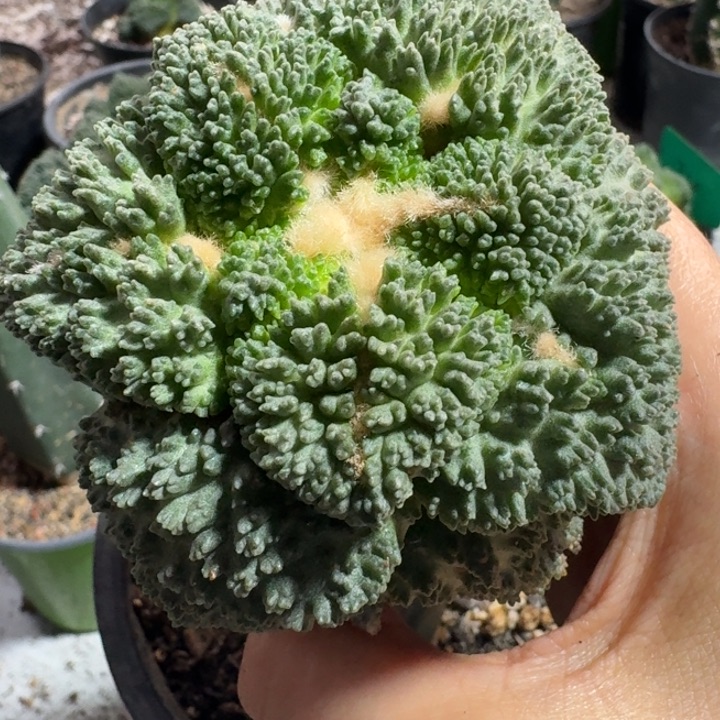 哥斯拉菜花8公分仙人球