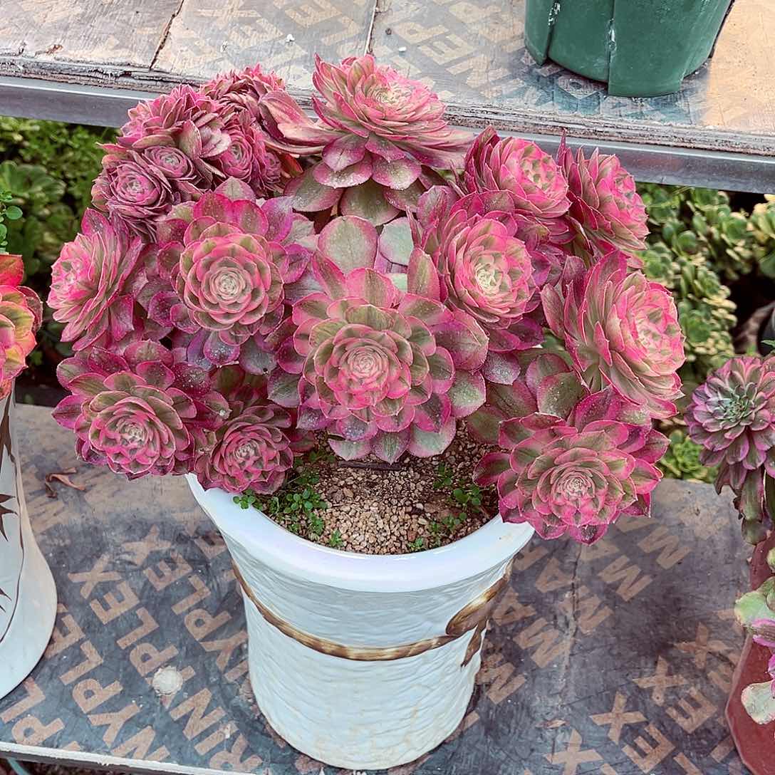 法师多肉哈哈哈哈