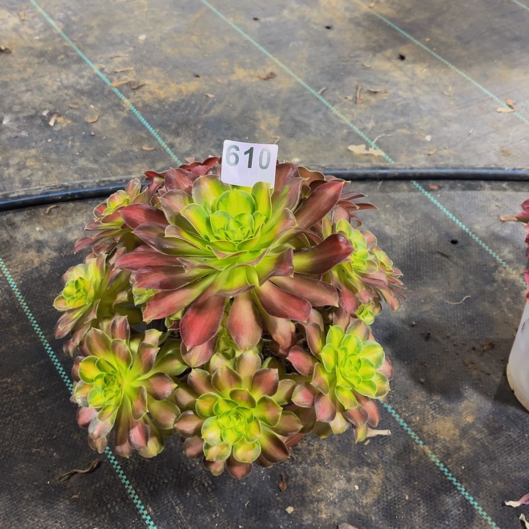 多肉植物一物一拍610