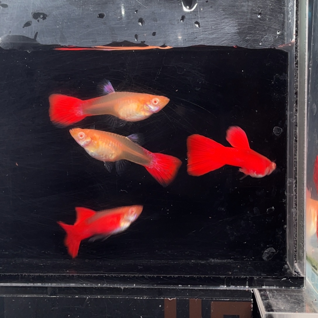 孔雀鱼血红2压成一组