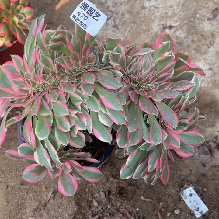 粉女郎缀多肉植物479