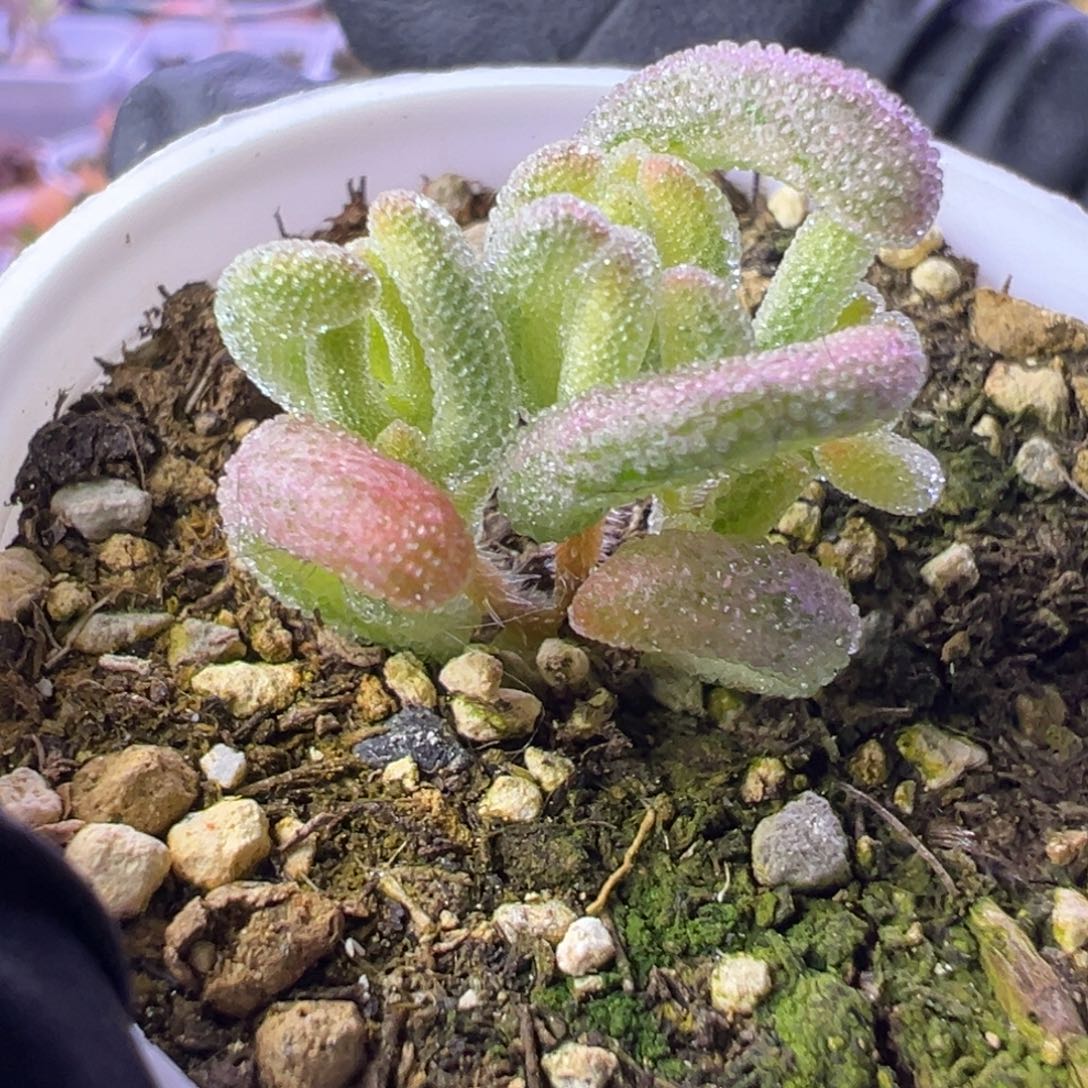 多肉植物枝干超白