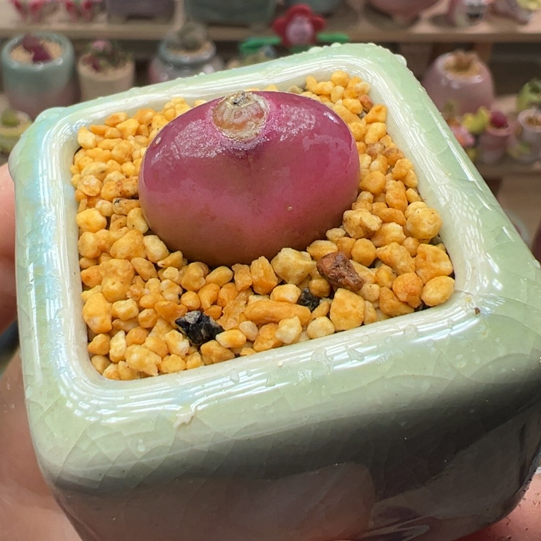 多肉植物33号超仙毛毛