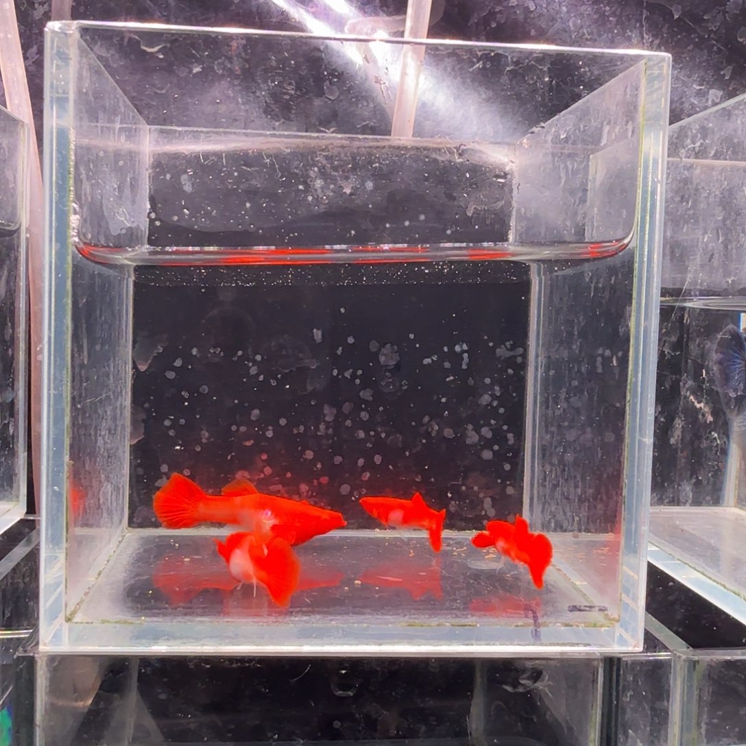 孔雀鱼鸿运当头双份水2对