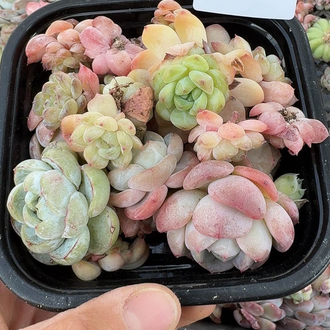 杂交新品珍妮多肉448