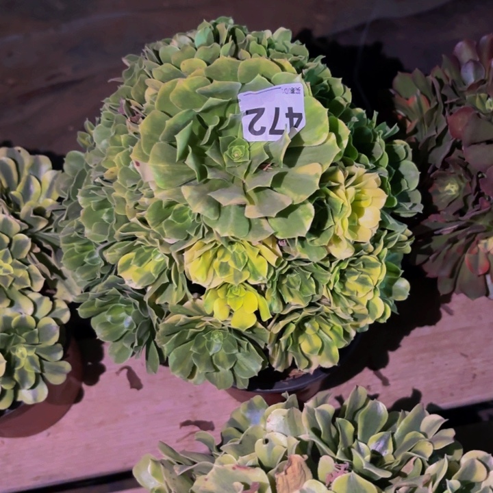 472七彩多肉植物不售后