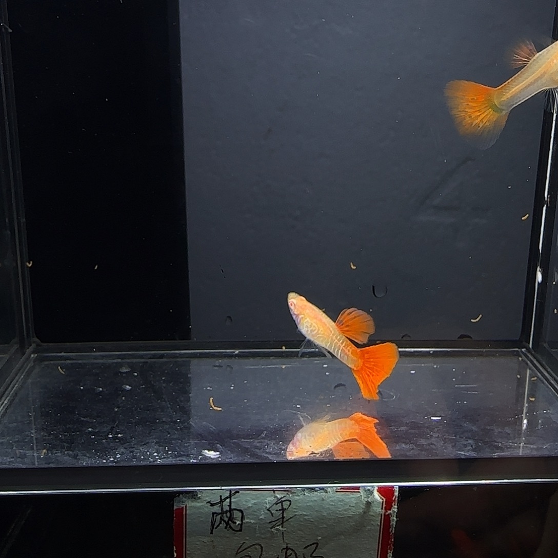 孔雀鱼蛇纹红尾一对