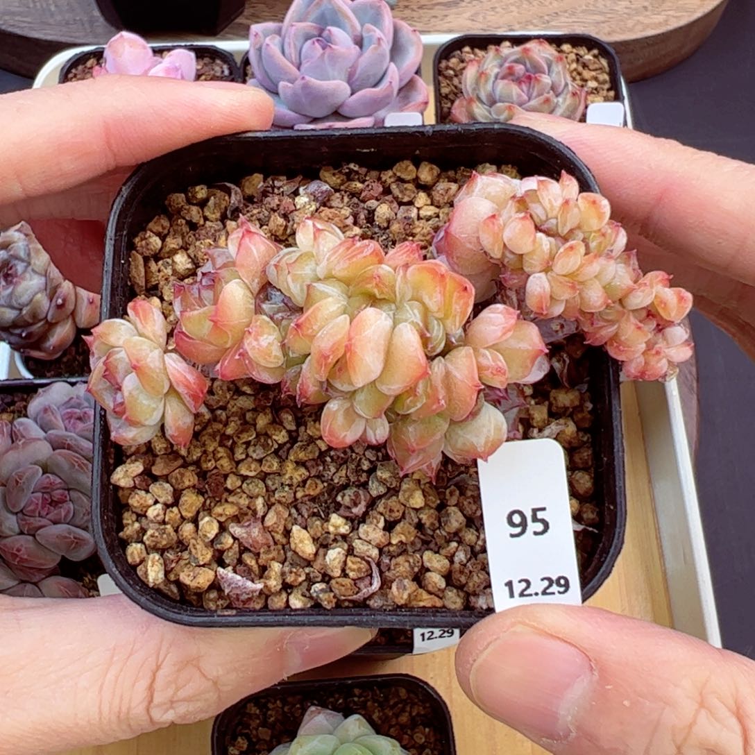 好好看95、哈哈哈哈