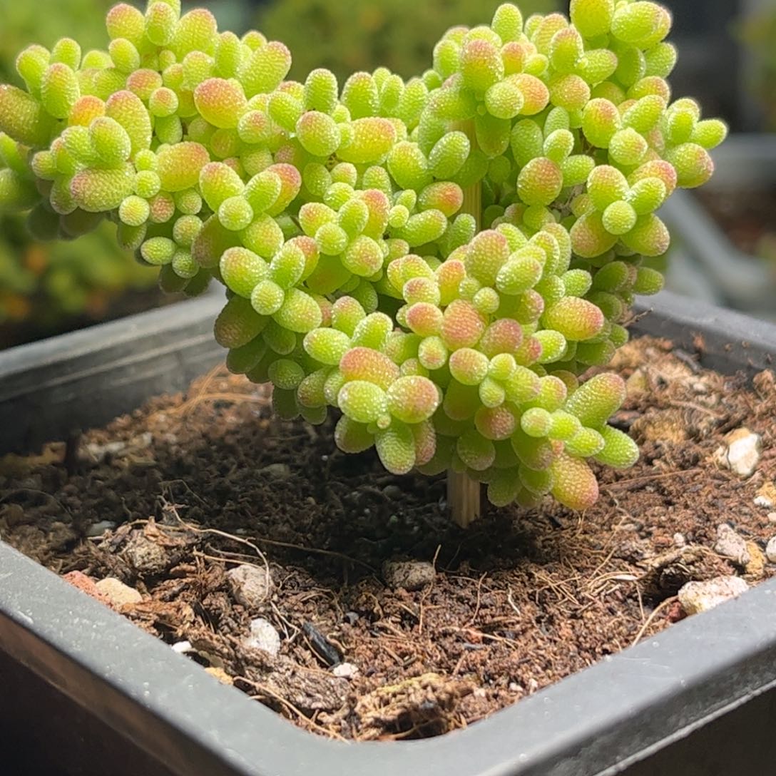 11蜜桔糖球优选枝干