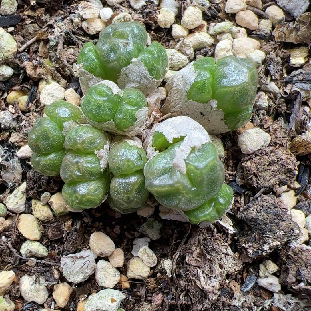 【闪购商品】248 饺子皮