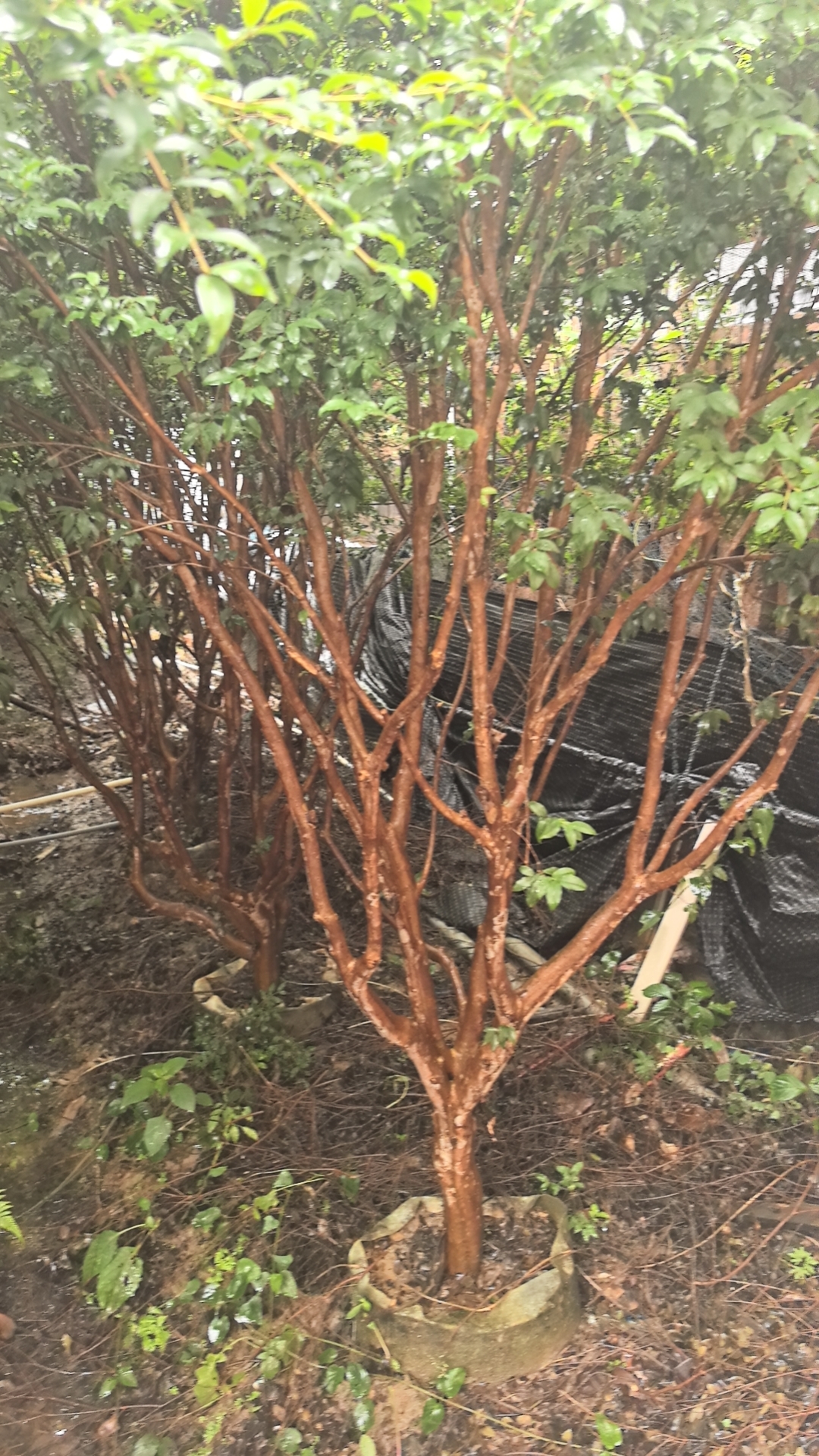 （1）沙巴苗木（一物一拍）原土球发货