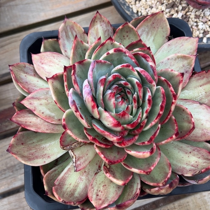 简***多肉植物简1111111
