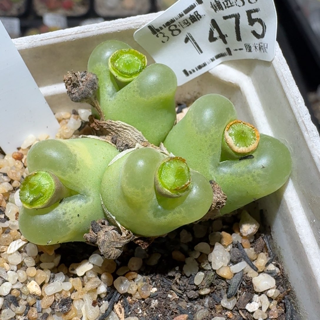 Z小黄车里去捡漏1475