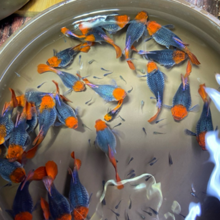 直播间福利精品孔雀鱼短体深海蓝贵族小红帽种鱼（入缸后不包损）