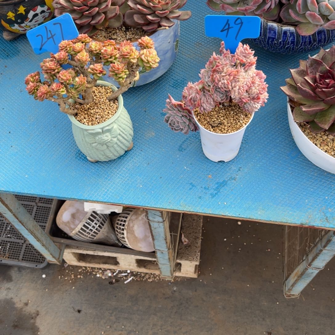 刘**a0049缀化粉色多肉