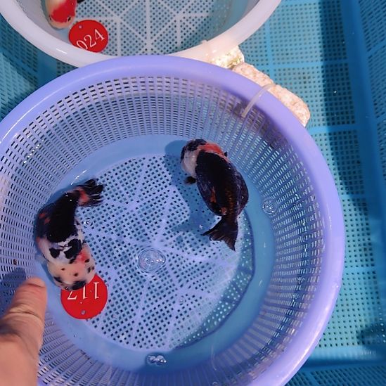 金鱼117兰寿两只特价顺丰包邮