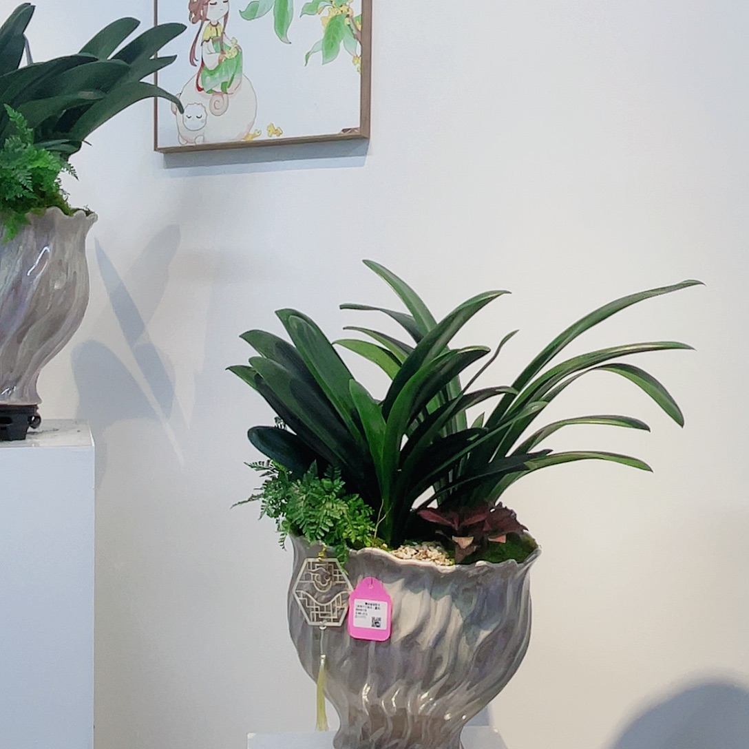 无花朵高端盆景一物一拍