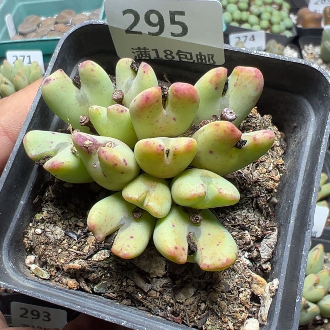 【闪购商品】 295。   
