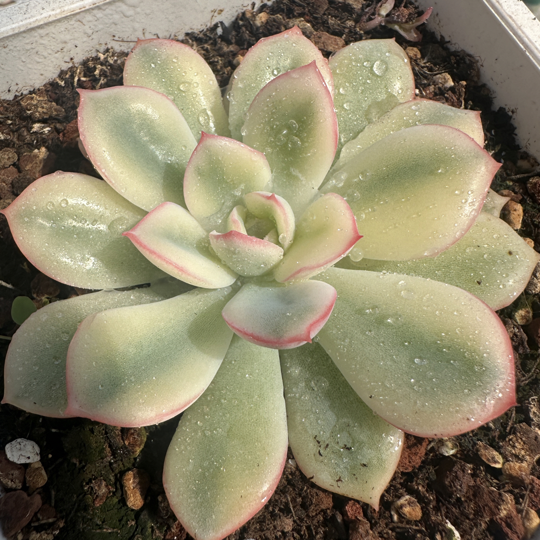 雨燕座，多肉植物