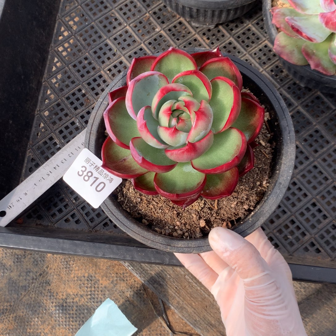 3810一物一拍12厘米