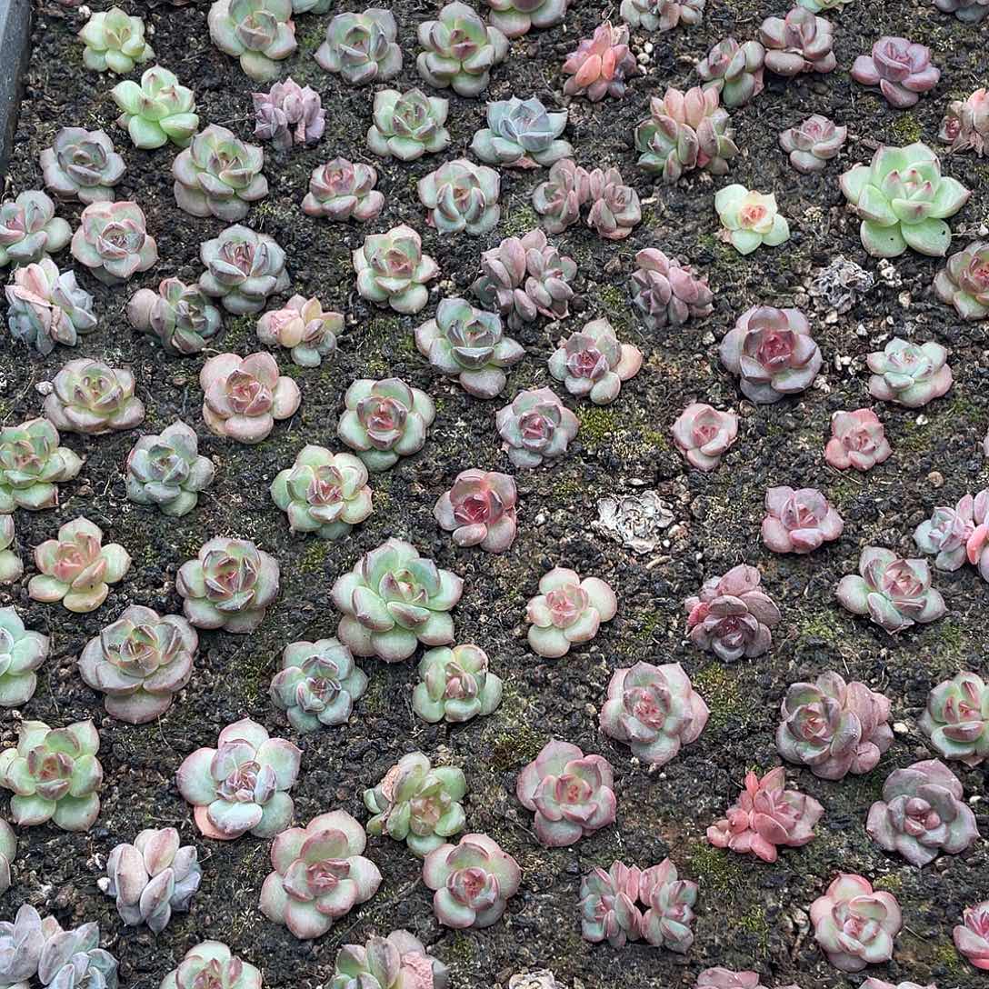 糕大上多肉植物136