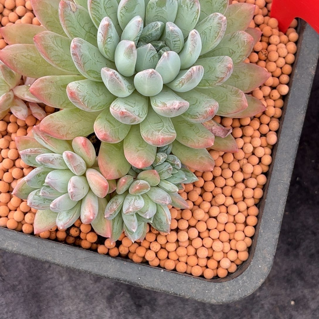 m***y小姐姐的多肉植物群生多肉